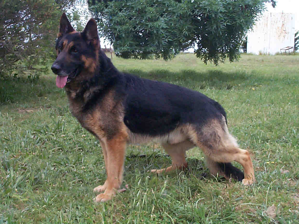 Sampenny Hellbent ( Sarge )