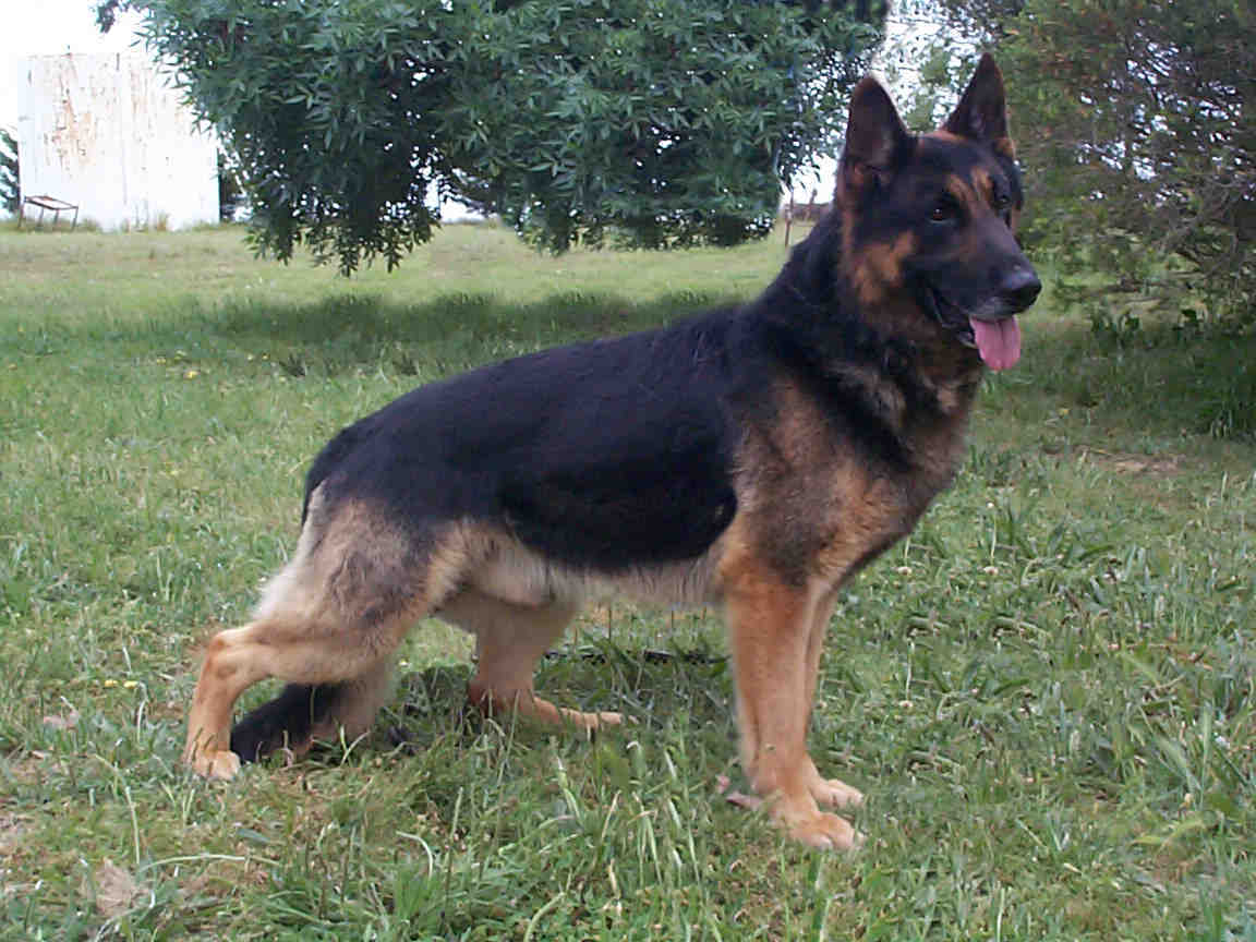 Sampenny Hellbent ( Sarge )